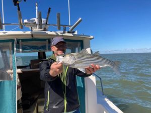 Striped Bass Caught in Chesapeake Bay